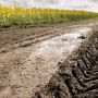 Heavy machinery tracks in wet soil in a canola field