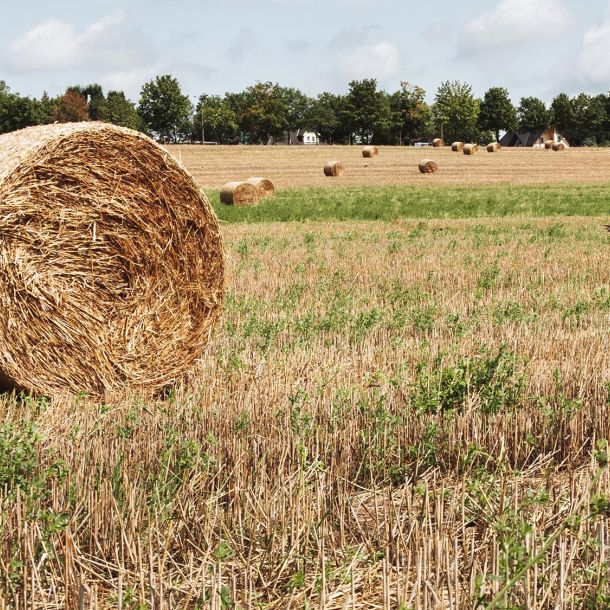 A large hay roll sitting in a sunny field of hay stubble with many more hay rolls in the distance.