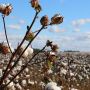 Speedbuster ticks all the boxes in Cotton production system